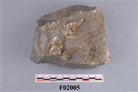 藏品(海百合化石)的圖片